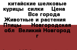 китайские шелковые курицы (силки) › Цена ­ 2 500 - Все города Животные и растения » Птицы   . Новгородская обл.,Великий Новгород г.